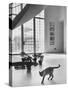 Siamese Cat in Reception Hall of Residence of Us Ambassador to India-James Burke-Stretched Canvas