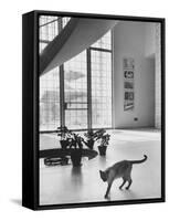 Siamese Cat in Reception Hall of Residence of Us Ambassador to India-James Burke-Framed Stretched Canvas