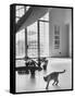 Siamese Cat in Reception Hall of Residence of Us Ambassador to India-James Burke-Framed Stretched Canvas