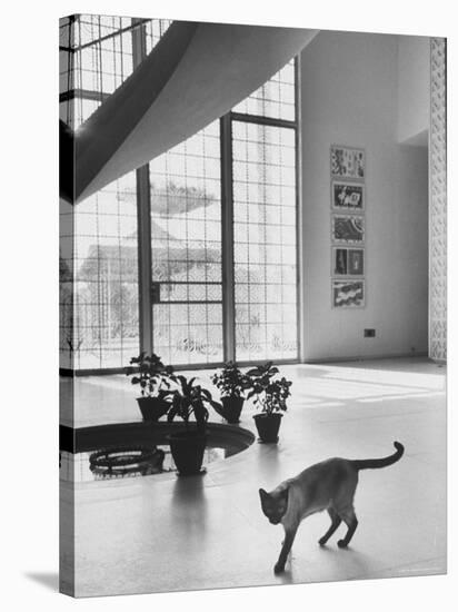Siamese Cat in Reception Hall of Residence of Us Ambassador to India-James Burke-Stretched Canvas