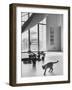 Siamese Cat in Reception Hall of Residence of Us Ambassador to India-James Burke-Framed Photographic Print