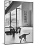 Siamese Cat in Reception Hall of Residence of Us Ambassador to India-James Burke-Mounted Photographic Print