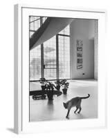 Siamese Cat in Reception Hall of Residence of Us Ambassador to India-James Burke-Framed Photographic Print