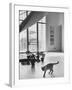 Siamese Cat in Reception Hall of Residence of Us Ambassador to India-James Burke-Framed Photographic Print