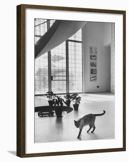 Siamese Cat in Reception Hall of Residence of Us Ambassador to India-James Burke-Framed Photographic Print