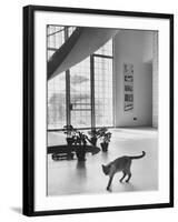 Siamese Cat in Reception Hall of Residence of Us Ambassador to India-James Burke-Framed Photographic Print