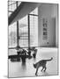 Siamese Cat in Reception Hall of Residence of Us Ambassador to India-James Burke-Mounted Photographic Print