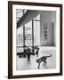 Siamese Cat in Reception Hall of Residence of Us Ambassador to India-James Burke-Framed Photographic Print