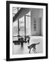 Siamese Cat in Reception Hall of Residence of Us Ambassador to India-James Burke-Framed Photographic Print