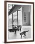 Siamese Cat in Reception Hall of Residence of Us Ambassador to India-James Burke-Framed Photographic Print