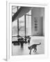 Siamese Cat in Reception Hall of Residence of Us Ambassador to India-James Burke-Framed Photographic Print