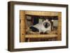 Siamese Cat Lounging on Dining Room Chair-DLILLC-Framed Photographic Print