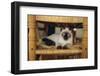 Siamese Cat Lounging on Dining Room Chair-DLILLC-Framed Photographic Print