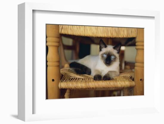 Siamese Cat Lounging on Dining Room Chair-DLILLC-Framed Photographic Print