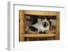 Siamese Cat Lounging on Dining Room Chair-DLILLC-Framed Photographic Print