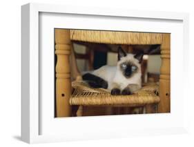 Siamese Cat Lounging on Dining Room Chair-DLILLC-Framed Photographic Print