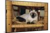 Siamese Cat Lounging on Dining Room Chair-DLILLC-Mounted Photographic Print