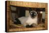 Siamese Cat on Chair-DLILLC-Stretched Canvas