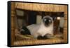 Siamese Cat on Chair-DLILLC-Framed Stretched Canvas