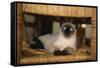 Siamese Cat on Chair-DLILLC-Framed Stretched Canvas