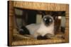 Siamese Cat on Chair-DLILLC-Stretched Canvas