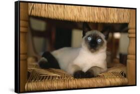 Siamese Cat on Chair-DLILLC-Framed Stretched Canvas