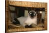 Siamese Cat on Chair-DLILLC-Stretched Canvas