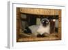Siamese Cat on Chair-DLILLC-Framed Photographic Print