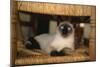 Siamese Cat on Chair-DLILLC-Mounted Photographic Print