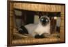 Siamese Cat on Chair-DLILLC-Framed Photographic Print