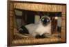 Siamese Cat on Chair-DLILLC-Framed Photographic Print