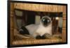 Siamese Cat on Chair-DLILLC-Framed Photographic Print