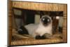 Siamese Cat on Chair-DLILLC-Mounted Photographic Print