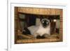 Siamese Cat on Chair-DLILLC-Framed Photographic Print