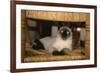 Siamese Cat on Chair-DLILLC-Framed Photographic Print