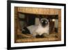 Siamese Cat on Chair-DLILLC-Framed Photographic Print