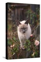 Siamese Cat on Fence Smelling Flowers-DLILLC-Stretched Canvas