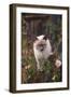 Siamese Cat on Fence Smelling Flowers-DLILLC-Framed Photographic Print