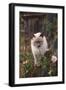 Siamese Cat on Fence Smelling Flowers-DLILLC-Framed Photographic Print