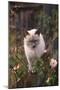 Siamese Cat on Fence Smelling Flowers-DLILLC-Mounted Photographic Print