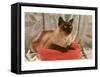 Siamese Cat on Pillow-null-Framed Stretched Canvas