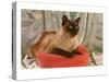Siamese Cat on Pillow-null-Stretched Canvas