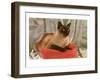 Siamese Cat on Pillow-null-Framed Art Print