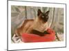 Siamese Cat on Pillow-null-Mounted Art Print