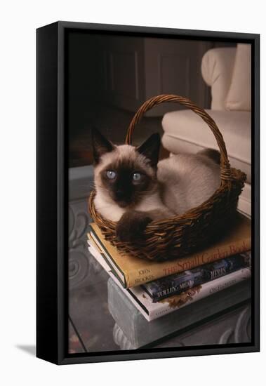 Siamese Cat Sitting in Basket on Coffee Table-DLILLC-Framed Stretched Canvas