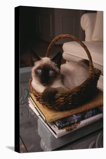 Siamese Cat Sitting in Basket on Coffee Table-DLILLC-Stretched Canvas