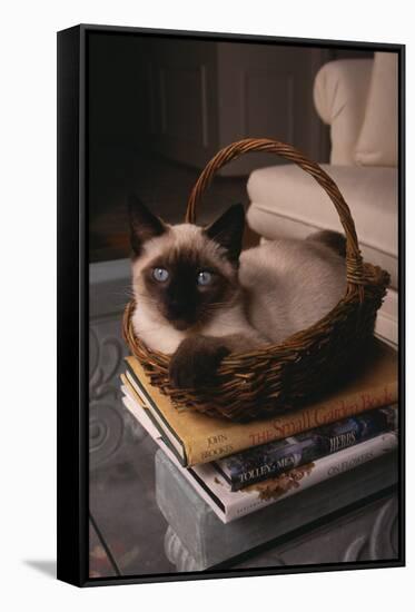Siamese Cat Sitting in Basket on Coffee Table-DLILLC-Framed Stretched Canvas