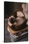 Siamese Cat Sitting in Basket on Coffee Table-DLILLC-Stretched Canvas