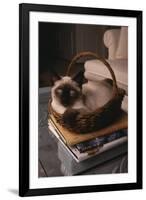 Siamese Cat Sitting in Basket on Coffee Table-DLILLC-Framed Premium Photographic Print