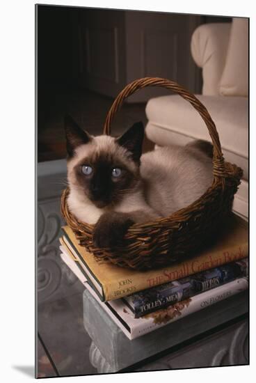 Siamese Cat Sitting in Basket on Coffee Table-DLILLC-Mounted Premium Photographic Print